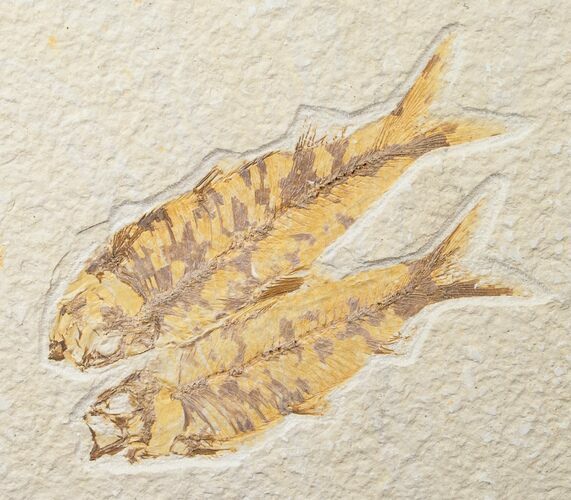 Bargain Double Knightia Fossil Fish - Wyoming #16486